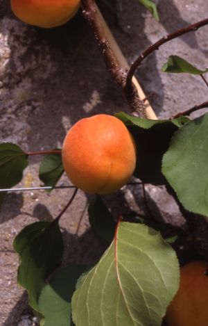 Apricot 'Moorcroft'
