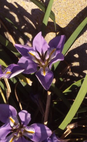 Iris ungularis